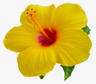 Hibiscus Png Images Transparent Free Download - Hibiscus Flower Transparent Background, Png Download, Transparent PNG