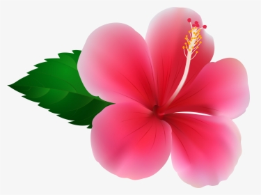 Hibiscus Png Clip - Pink Hibiscus Clip Art, Transparent Png, Transparent PNG
