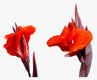 Lily Flower Png Free Picture - High Resolution Images Red Flowers, Transparent Png, Transparent PNG