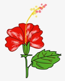 Flower Hibiscus - Flower Of A Plant Clip Art, HD Png Download, Transparent PNG
