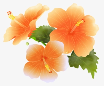 #hibiscus #bloom #frame #flower #border #flowers #white - Clipart Orange Flowers Border, HD Png Download, Transparent PNG