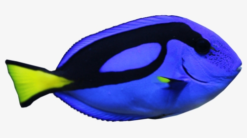 Blue Tang Fish Transparent Image Fish - Blue Tang Fish Transparent, HD Png Download, Transparent PNG