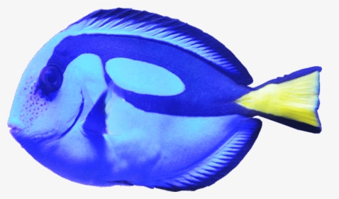 Blue Tang Fish Png Image - Png Fish, Transparent Png, Transparent PNG