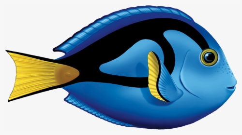 Porc-ta80 Blue Tang Copy - Blue Tang Fish Clipart, HD Png Download, Transparent PNG