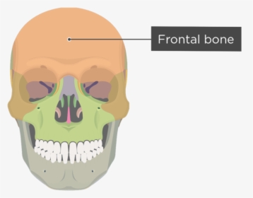 Skull Bones - Anterior View - Frontal Bone - Divisions - Skull Bone Markings, HD Png Download, Transparent PNG