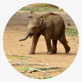Baby Elephant Sri Lanka, HD Png Download, Transparent PNG