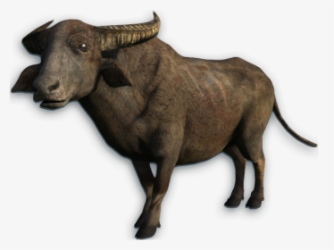Water Buffalo Png Transparent Picture - Animals That Cannot Climb Trees, Png Download, Transparent PNG
