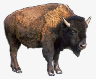 Buffalo Png Transparent Images - Transparent Pictures Of A Buffalo, Png Download, Transparent PNG