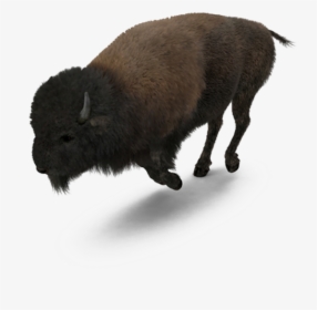 Buffalo American Bison - American Buffalo Png, Transparent Png, Transparent PNG