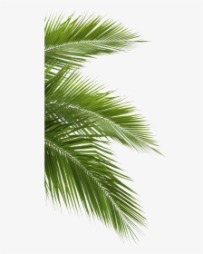 Coconut Leaf White Background, HD Png Download, Transparent PNG