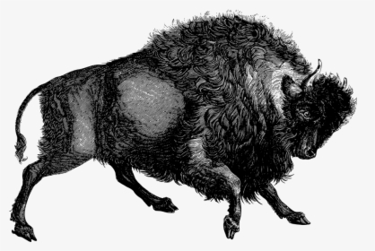 Buffalo, Bison, Animal, Vintage, Line Art, Retro - Old Bull Illustrations, HD Png Download, Transparent PNG