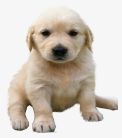 Golden Retriever Png No Background - Golden Retriever Puppy Png, Transparent Png, Transparent PNG