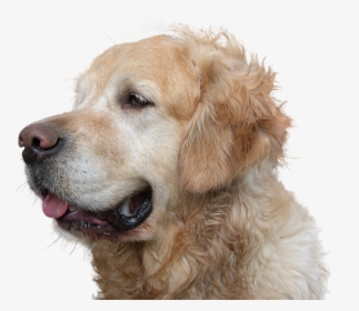 Golden Retriever, Dog, Isolated, Pet, Animal - Dog Png Golden Retriever, Transparent Png, Transparent PNG