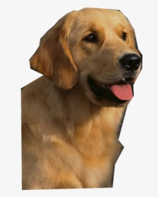 Golden Retriever Png High-quality Image - Golden Retriever Png Cartoon, Transparent Png, Transparent PNG