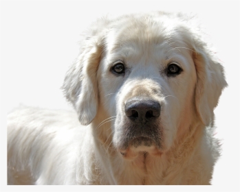 Golden Retriever, Isolated, Dog, Pet, Animal Portrait - Raza De Perro Shiny, HD Png Download, Transparent PNG