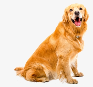 Transparent Dog Teeth Png - Golden Retriever Dog White Background, Png Download, Transparent PNG