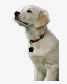 Golden Retriever, Dog, Animal, Pet, Purebred Dog - หมา โก ล เด้ น ถ่าย สตู, HD Png Download, Transparent PNG