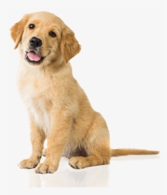 Bow Wow Gourmet Dog Treats Are Healthy Natural Low - Golden Retriever, HD Png Download, Transparent PNG