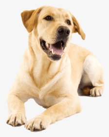 Yellow Lab, HD Png Download, Transparent PNG