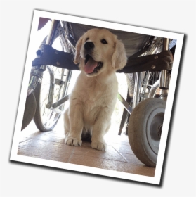 Training Social Service Dogs In The Heart Of Tuscany - Golden Retriever, HD Png Download, Transparent PNG