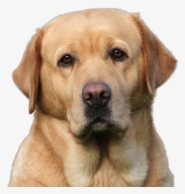Apple Head Labrador Dog, HD Png Download, Transparent PNG