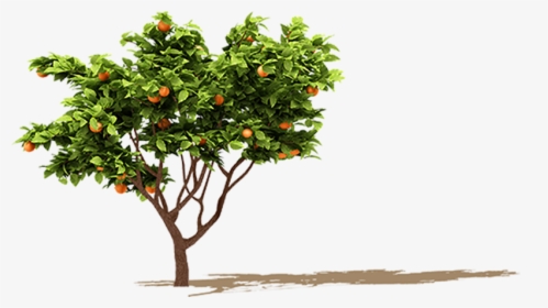 Orange Tree Png - Orange Fruit Tree Png, Transparent Png, Transparent PNG