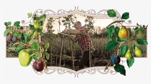 Danny Pruning At The Heritage Fruit Tree Nursery - Citron, HD Png Download, Transparent PNG