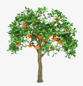 Orange Tree, Obm, - Orange Tree 3d Model Free Download, HD Png Download, Transparent PNG