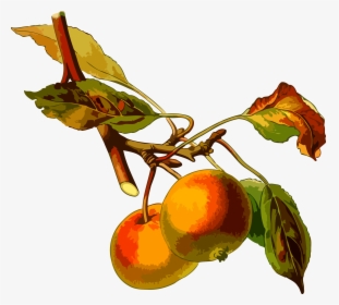 Apple Tree 2 Clip Arts - Apple Tree Botanical Illustration, HD Png Download, Transparent PNG