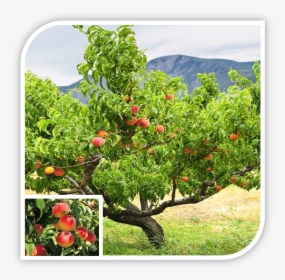 Picture - Peach Trees, HD Png Download, Transparent PNG