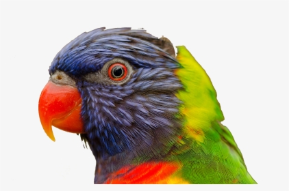 Parrot Head, HD Png Download, Transparent PNG