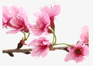 Cherry Blossom Extract Bio-cellulose Mask - Sakura Flower, HD Png Download, Transparent PNG