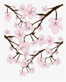 Sakura Blossoms - Sakura, HD Png Download, Transparent PNG