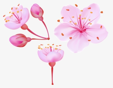 Sakura Flower Png, Transparent Png, Transparent PNG