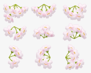 Sakura Blossom Pink Cherry Blossom Japan Free Picture - Lily Family, HD Png Download, Transparent PNG