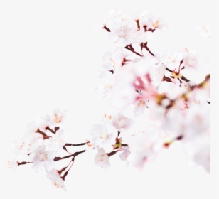 Image - Cherry Blossom, HD Png Download, Transparent PNG