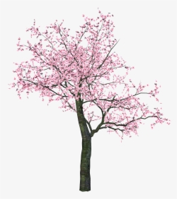 Sakura Png - Tree Sakura Png, Transparent Png, Transparent PNG