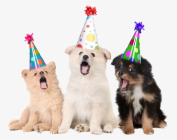 Happy Birthday Animated Gif Dog, HD Png Download, Transparent PNG
