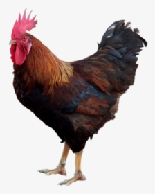 Hen Clipart Free Range Chicken - Cock Png, Transparent Png, Transparent PNG