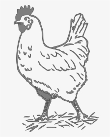 Chicken Black And White Clipart, HD Png Download, Transparent PNG
