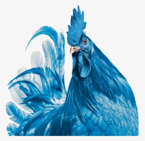 Transparent Hen Png - Delaware State Bird Blue Hen Chicken, Png Download, Transparent PNG
