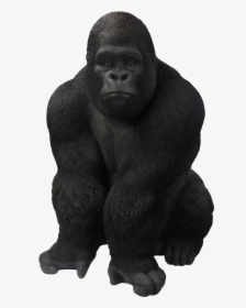 Gorilla Images Transparent, HD Png Download, Transparent PNG