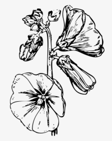 Hollyhock Flower Drawings, HD Png Download, Transparent PNG