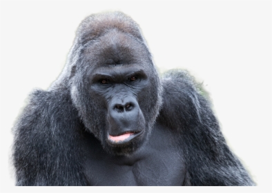 Gorilla Png Image - Mating Gorilla, Transparent Png, Transparent PNG