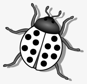 Bug Black And White, HD Png Download, Transparent PNG