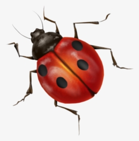 Lady Bug Png Free Download - Lady Bugs Transparent Background, Png Download, Transparent PNG