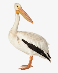 Brown Pelican - Pelican Bird Png, Transparent Png, Transparent PNG