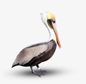 Pelican Png Download Image - Brown Pelican Png, Transparent Png, Transparent PNG