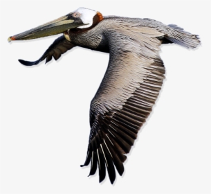 Download Pelican Free Png Image - Transparent Pelican, Png Download, Transparent PNG