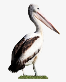 Bird, Pelican, Beak, Feathers, Wildlife, Cut Out - Water Bird, HD Png Download, Transparent PNG